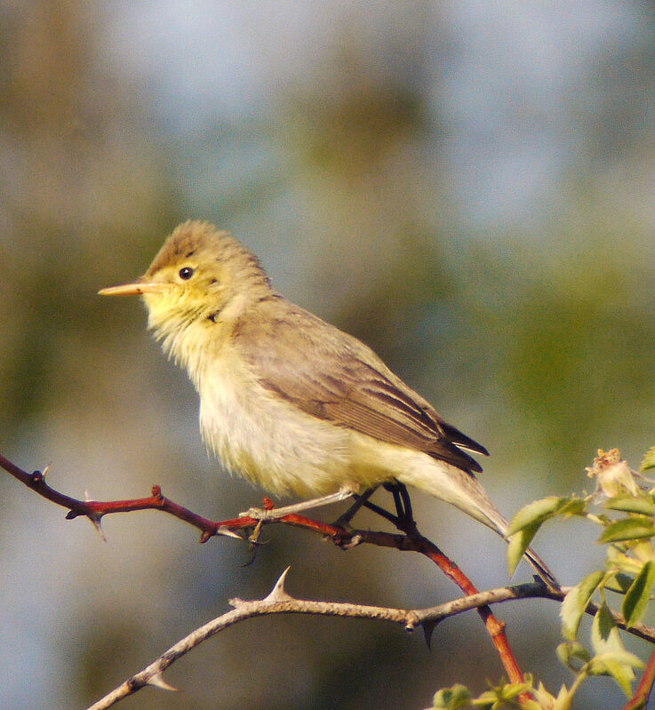 Melodious Warbler male adult breeding, identification