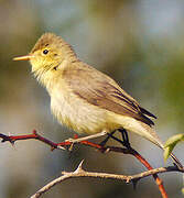 Melodious Warbler