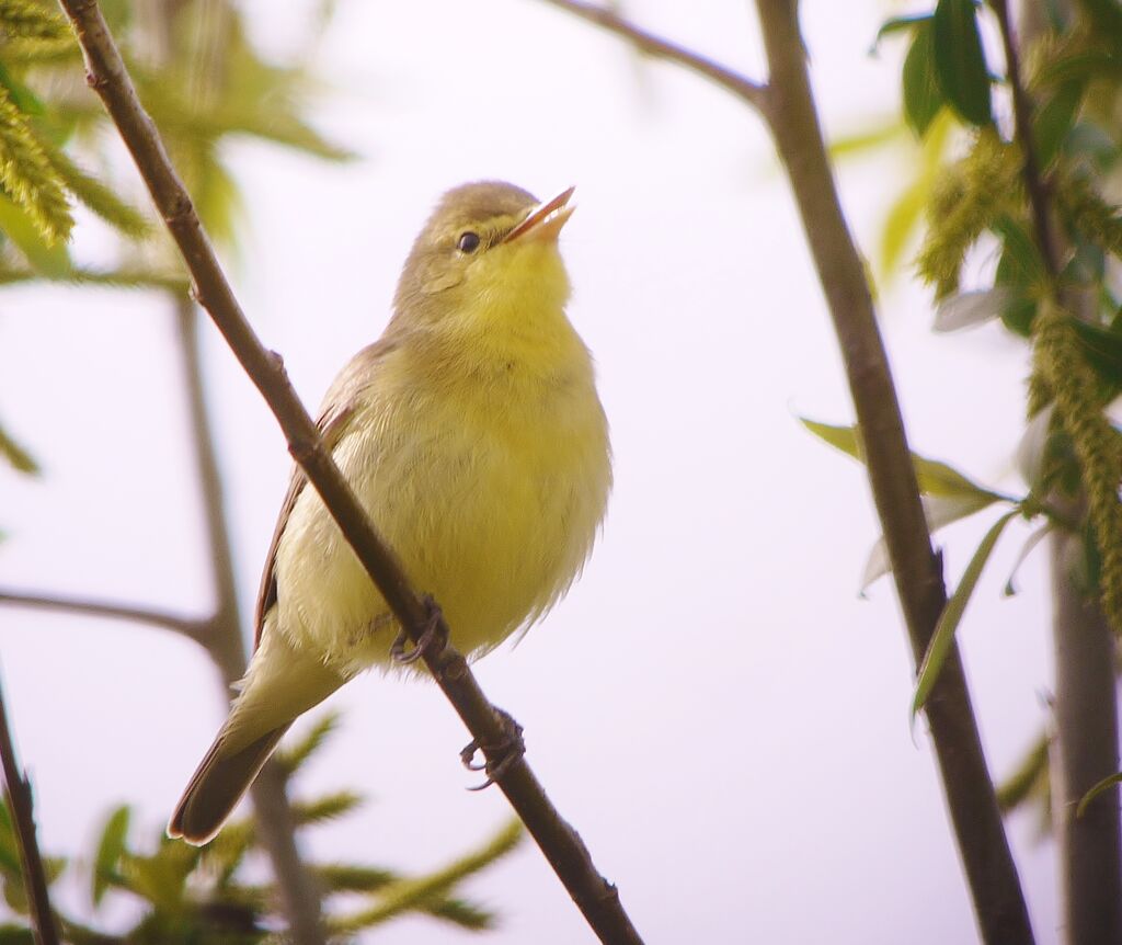 Melodious Warbler male adult breeding, identification