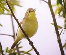 Melodious Warbler