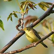 Melodious Warbler