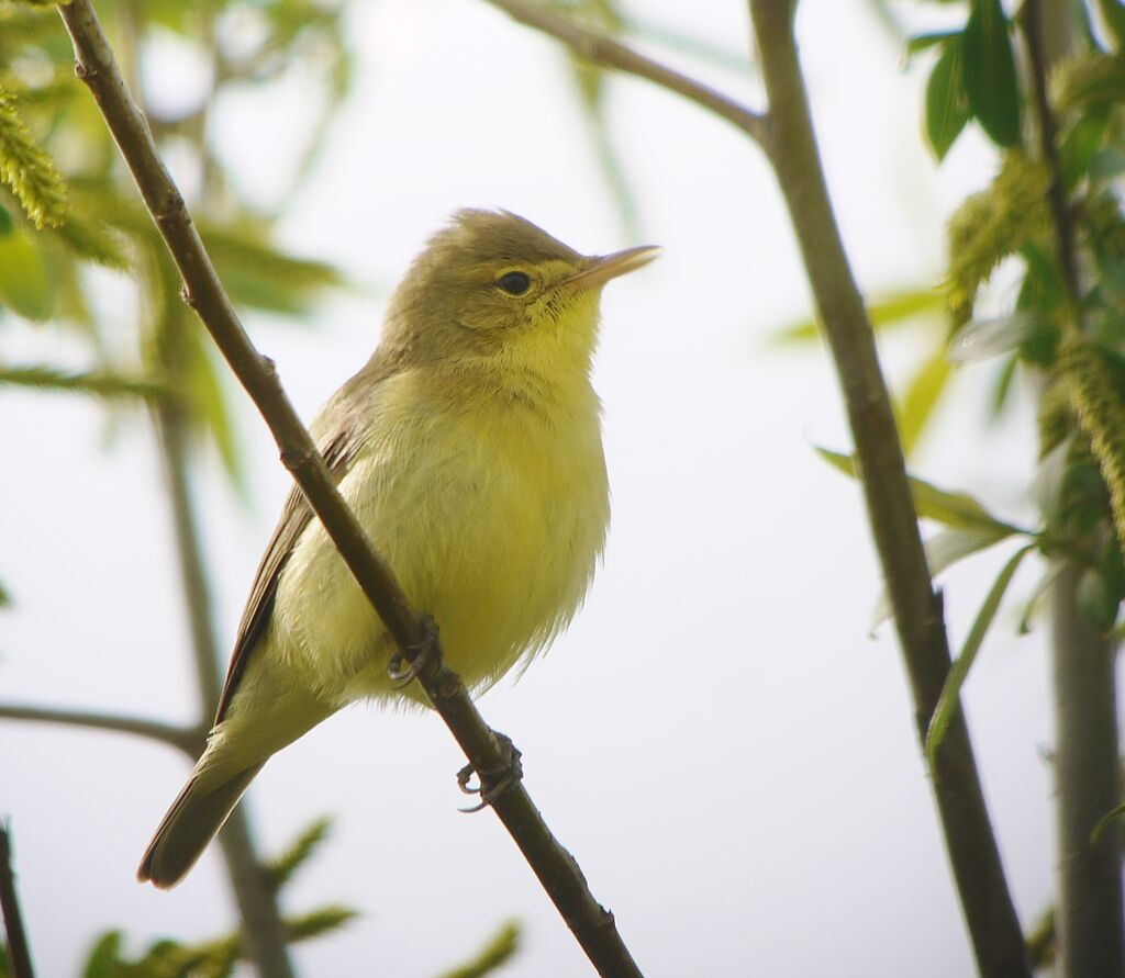 Melodious Warbler male adult breeding, identification