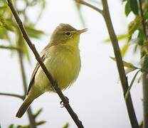 Melodious Warbler