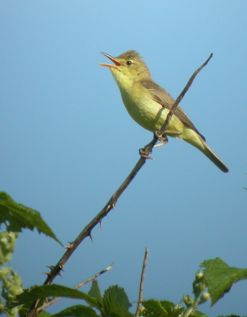 Melodious Warbler