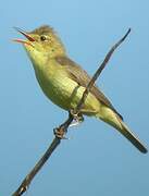 Melodious Warbler