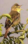 Melodious Warbler