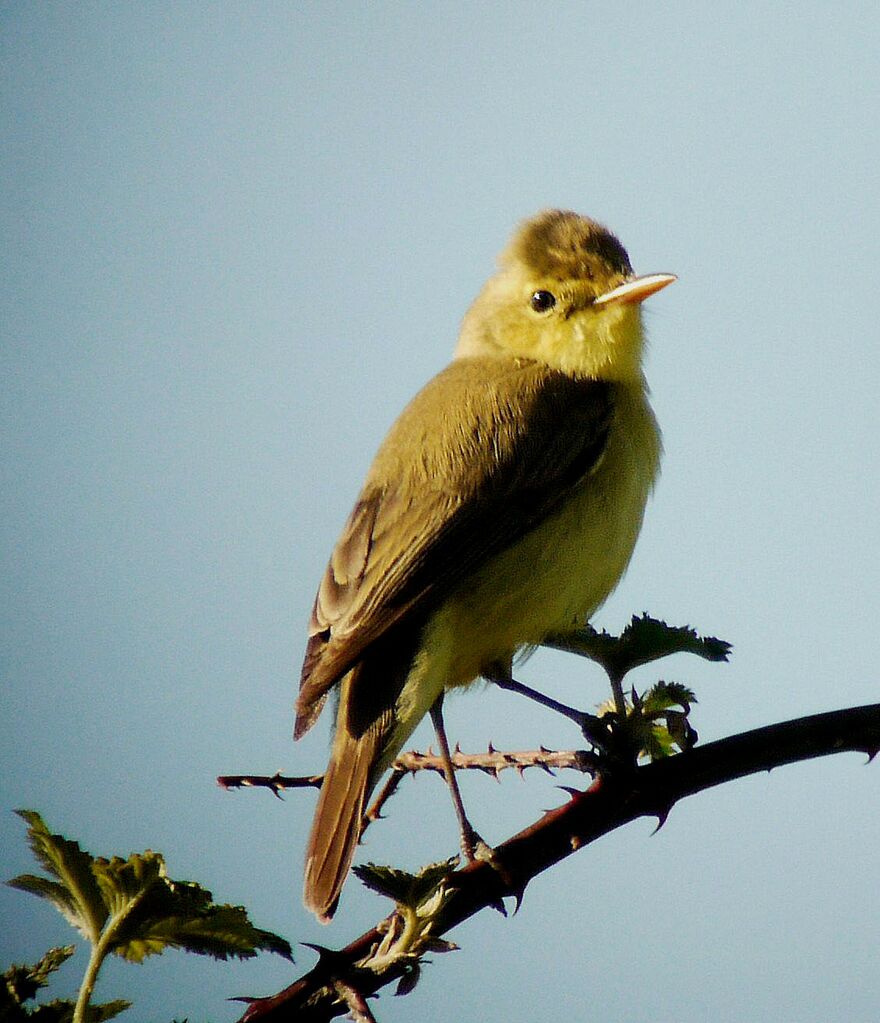 Melodious Warbler male adult breeding, identification