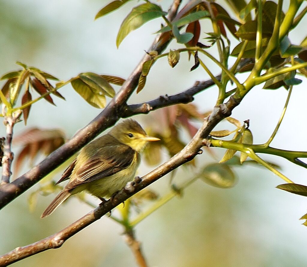 Melodious Warbler, identification