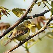 Melodious Warbler