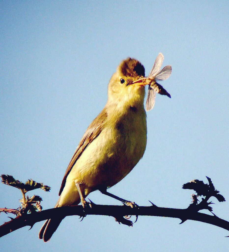 Melodious Warbleradult breeding, Behaviour