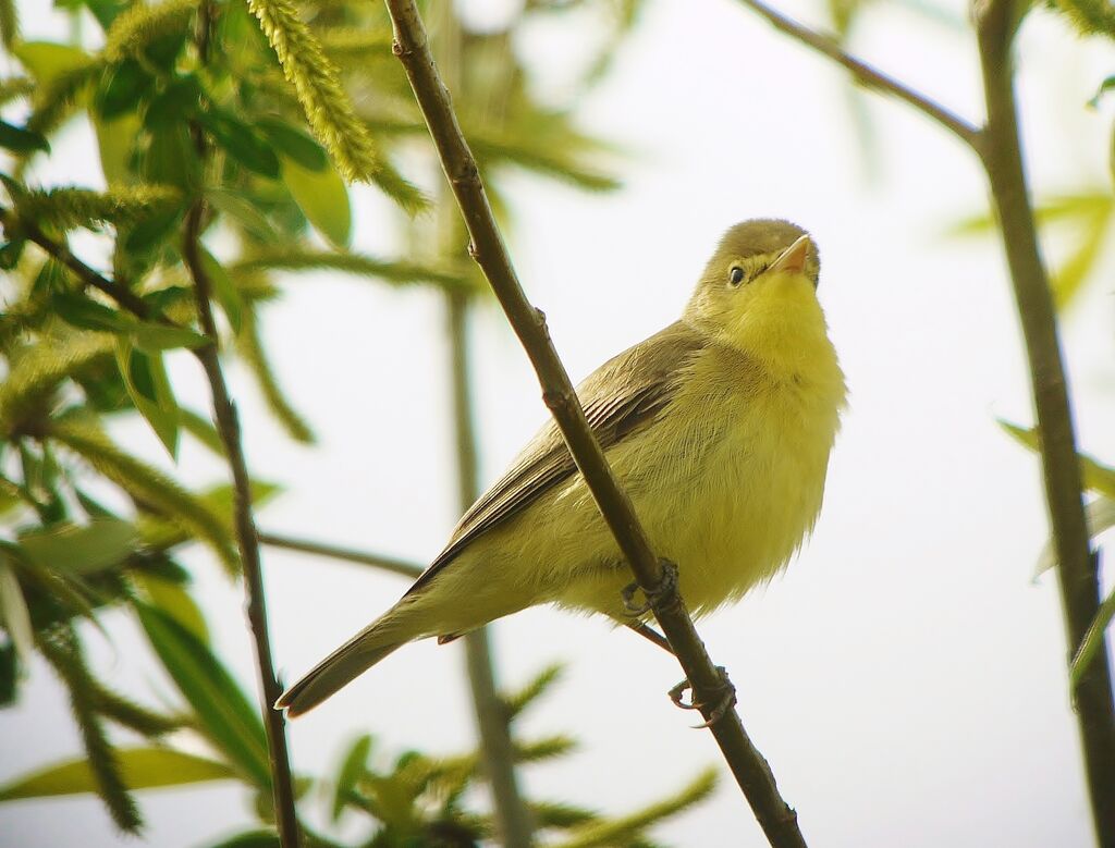 Melodious Warbler male adult breeding, identification