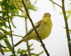 Melodious Warbler