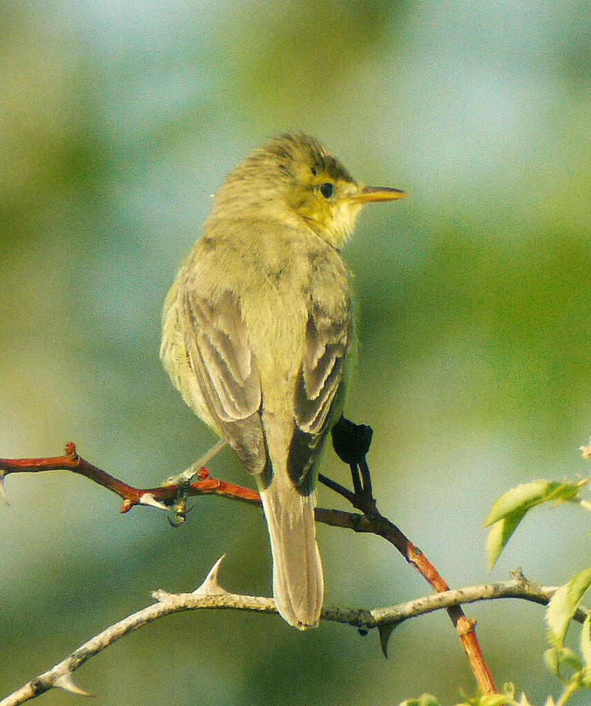 Melodious Warbler male adult breeding, identification