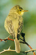 Melodious Warbler