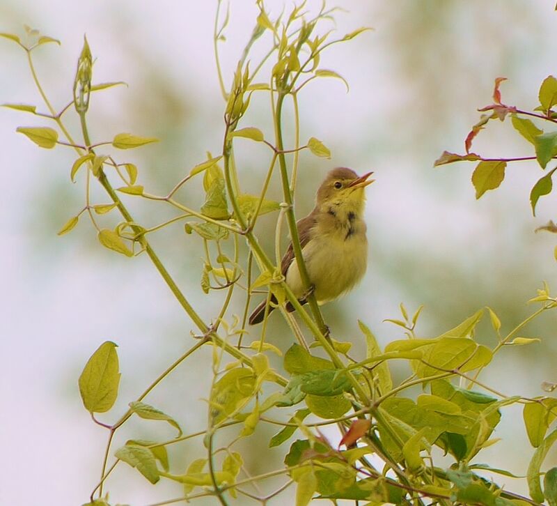 Melodious Warbler adult breeding