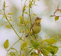 Melodious Warbler