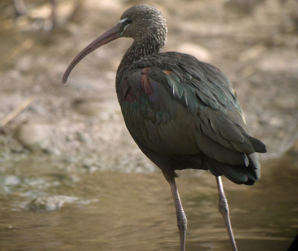 Glossy Ibisadult post breeding, identification