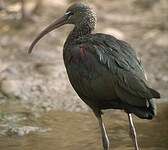 Ibis falcinelle