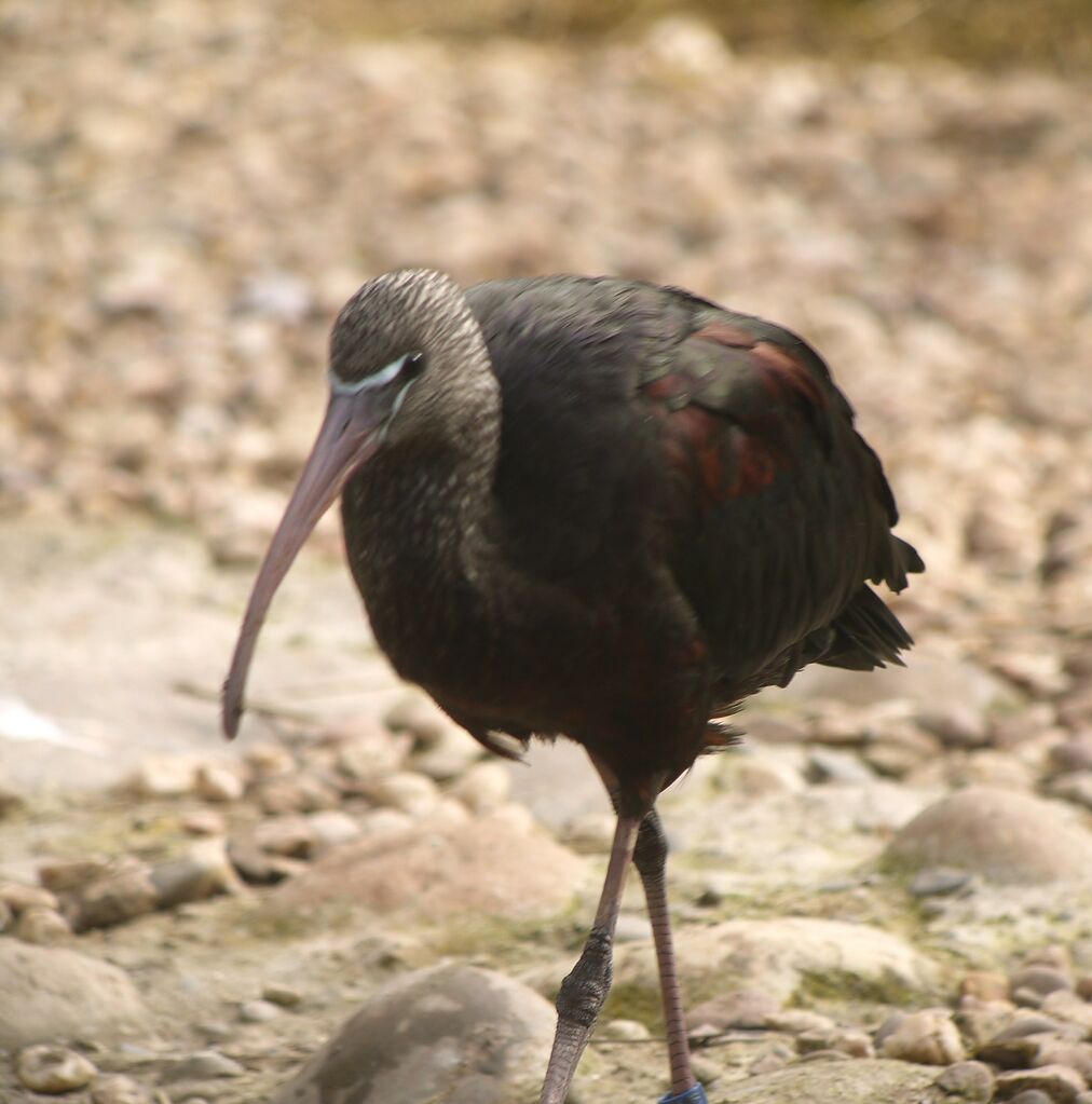 Ibis falcinelleadulte internuptial, identification