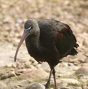 Glossy Ibis