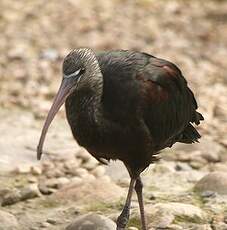 Ibis falcinelle