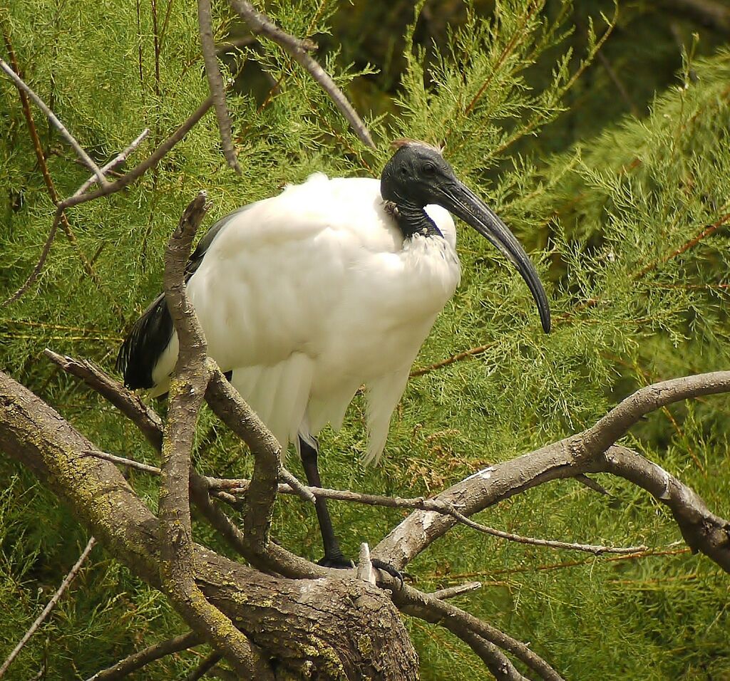 African Sacred Ibis