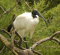 African Sacred Ibis