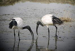 African Sacred Ibis