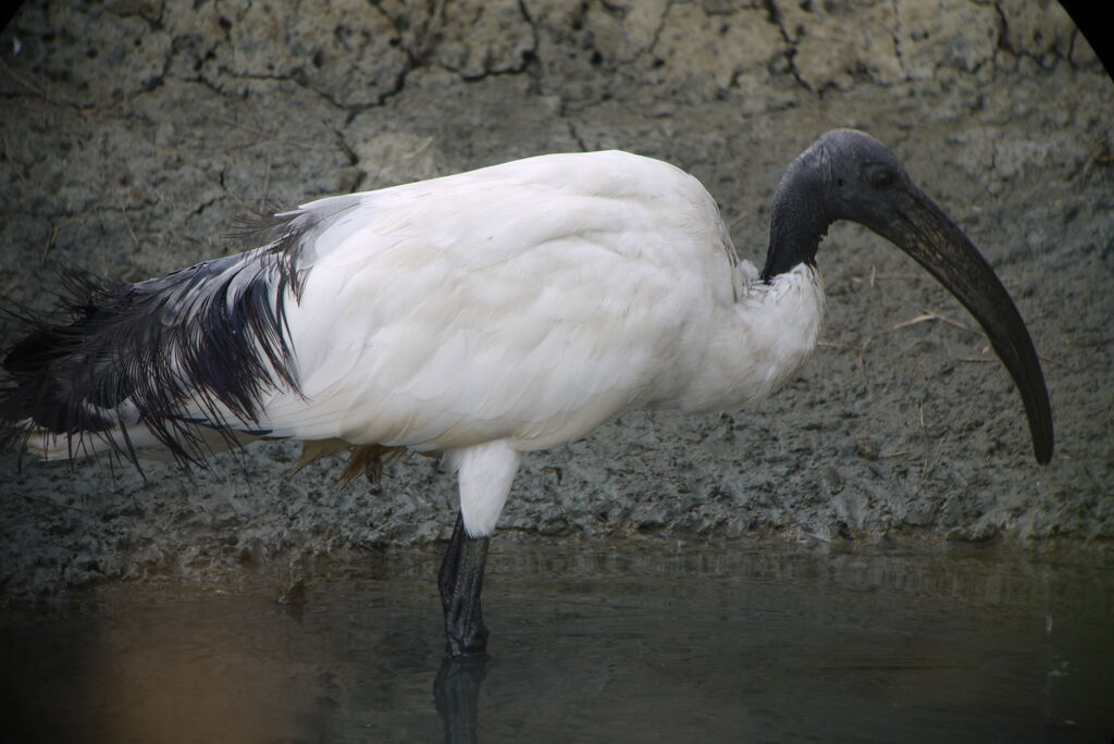 Ibis sacréadulte internuptial, identification