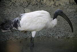 African Sacred Ibis