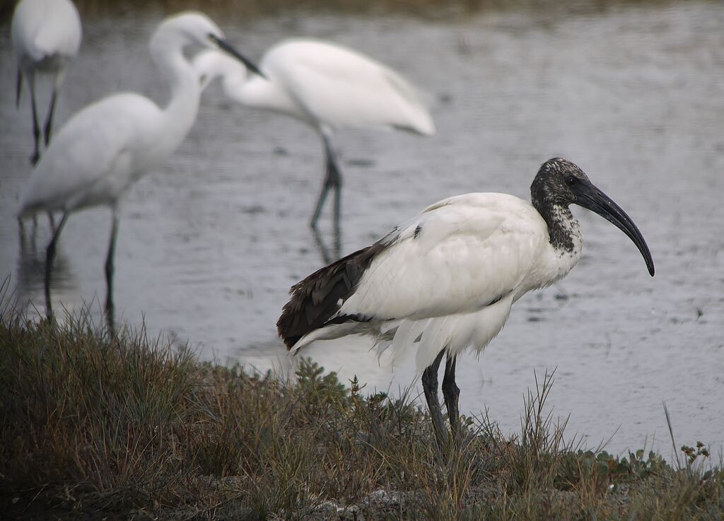 Ibis sacréadulte internuptial, identification