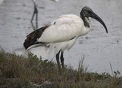 African Sacred Ibis