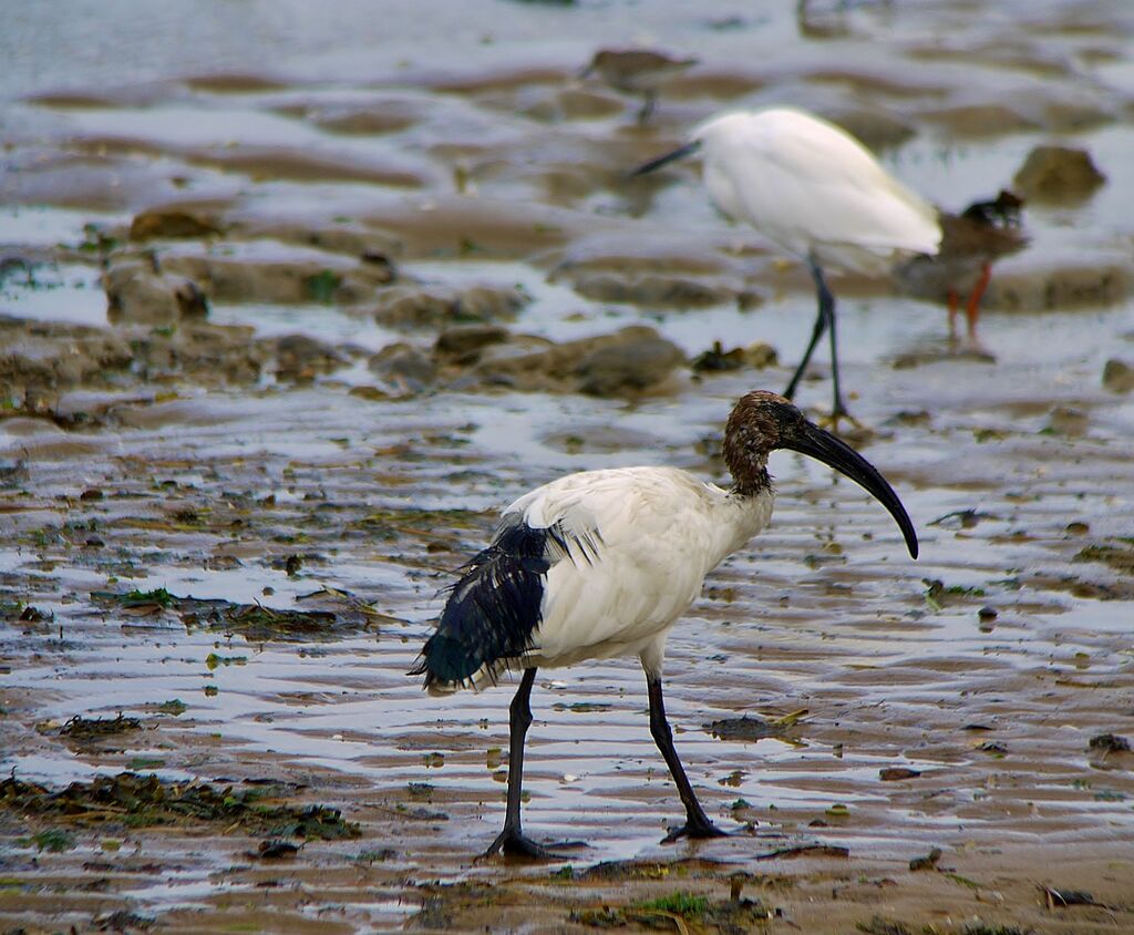 Ibis sacréadulte internuptial, identification