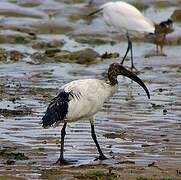 African Sacred Ibis