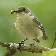 Gobemouche noir