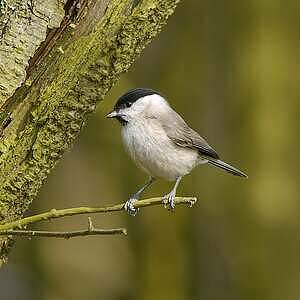 Mésange nonnette