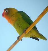 Fischer's Lovebird