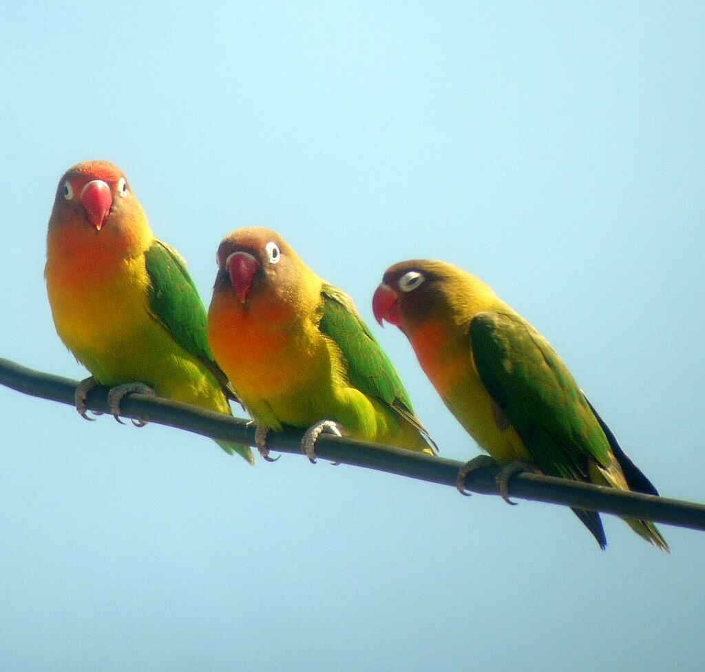 Fischer's Lovebird