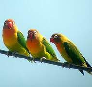 Fischer's Lovebird