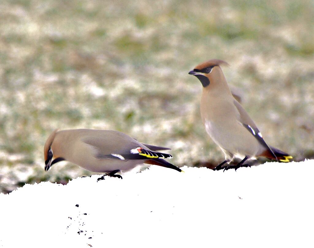 Bohemian Waxwing adult post breeding, identification