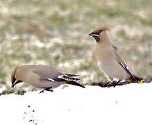 Bohemian Waxwing