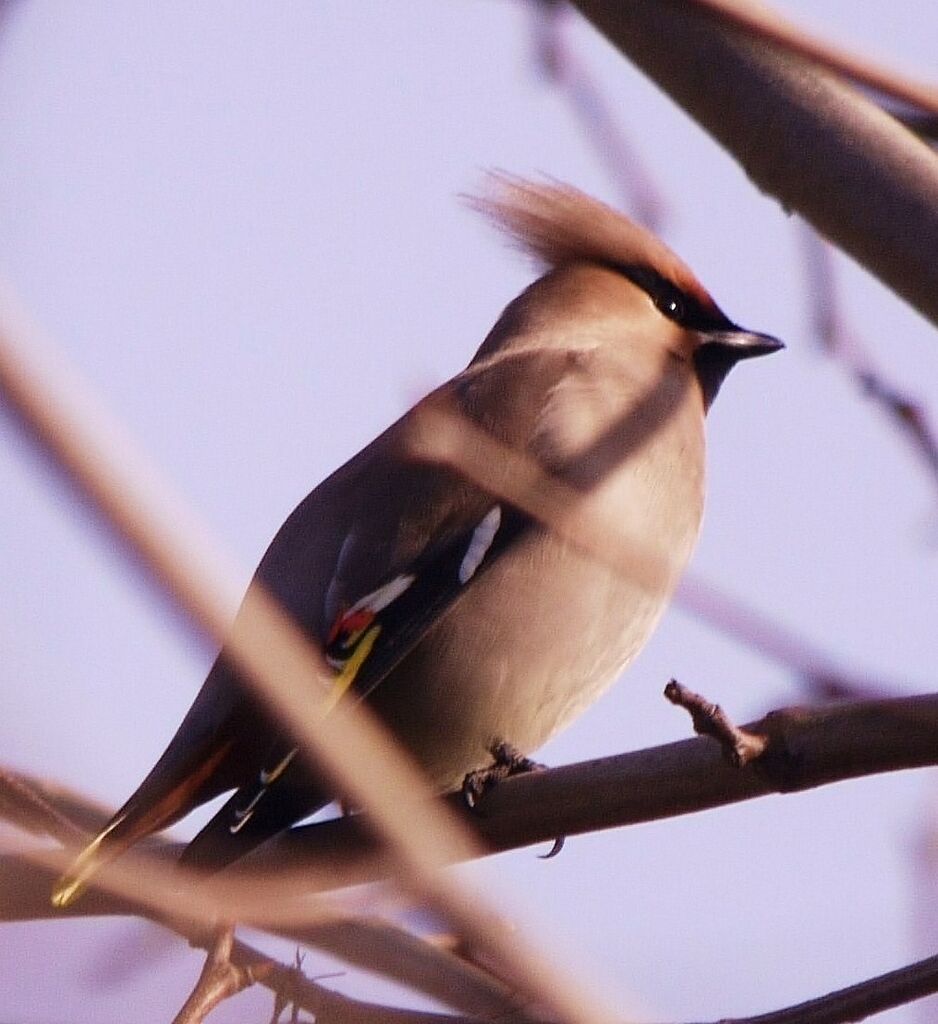 Bohemian Waxwing male adult post breeding, identification