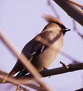 Bohemian Waxwing