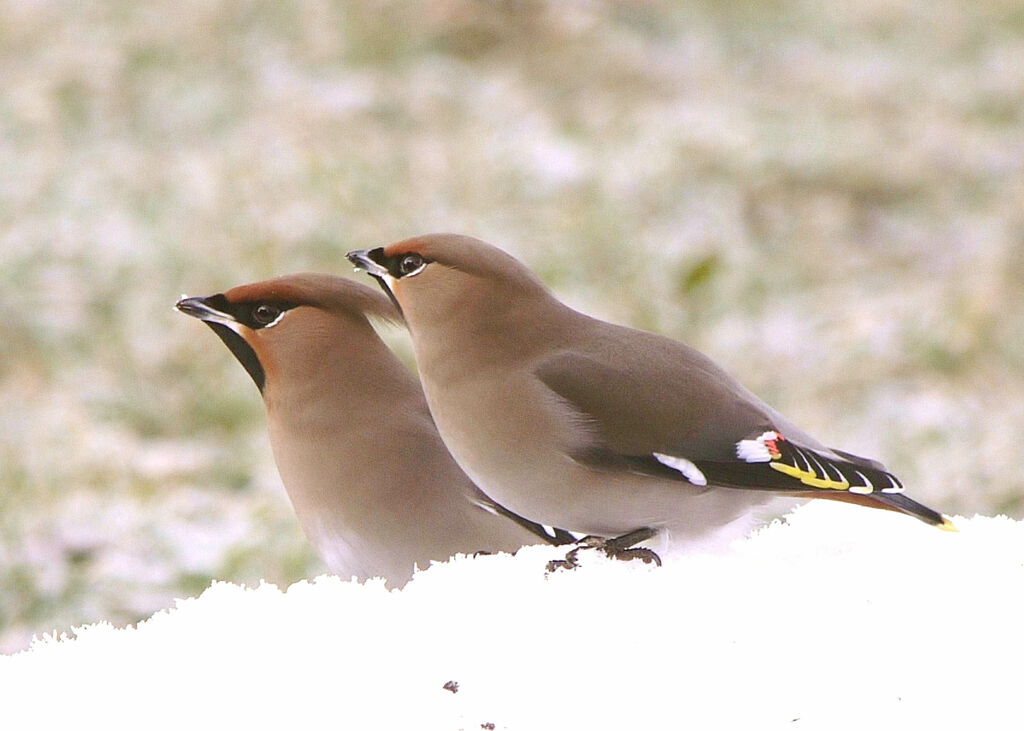 Bohemian Waxwing adult post breeding, identification