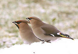 Bohemian Waxwing