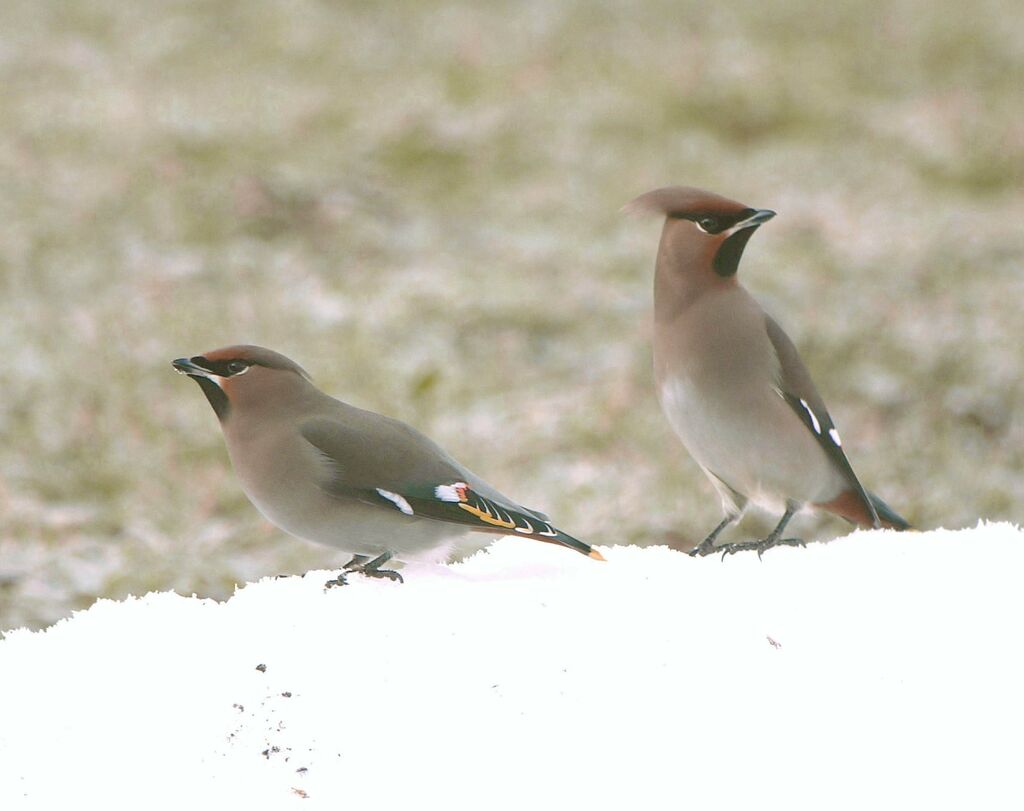 Bohemian Waxwing adult post breeding, identification