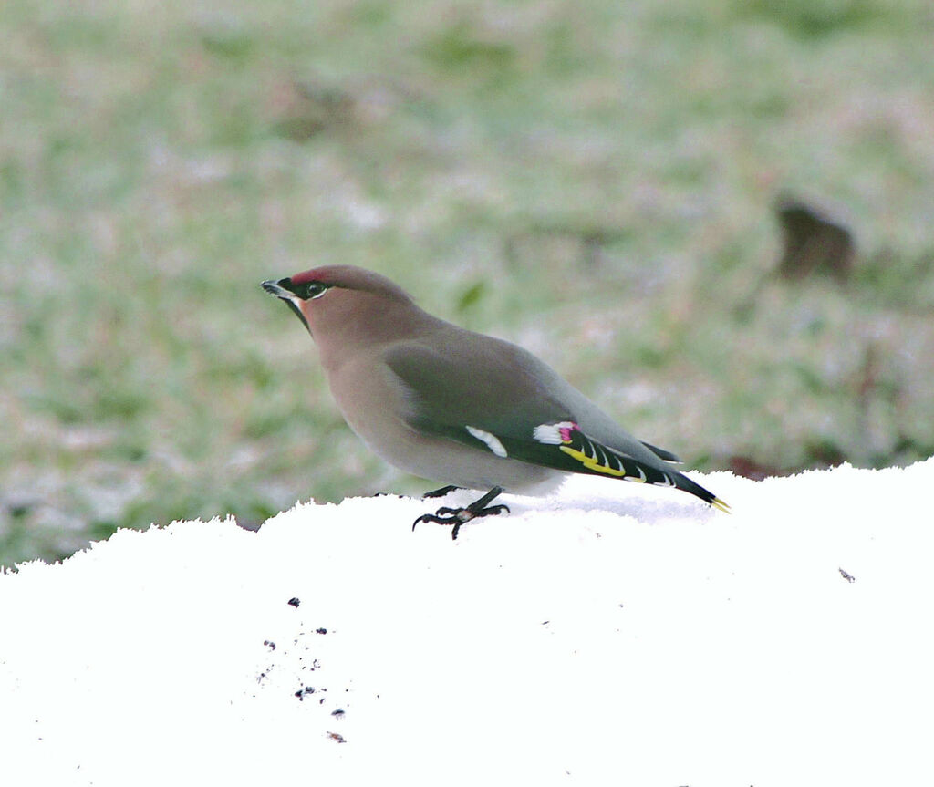 Bohemian Waxwing female adult post breeding, identification