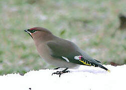 Bohemian Waxwing