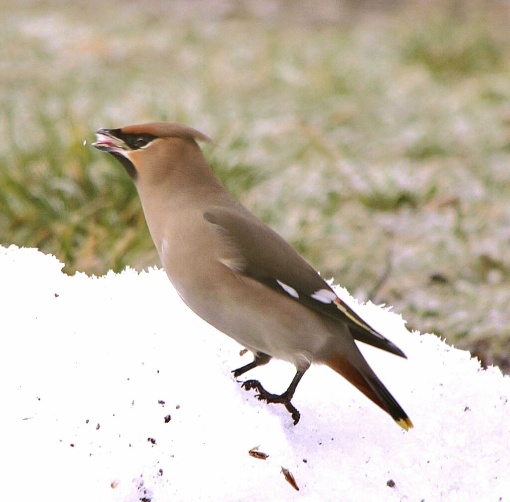 Bohemian Waxwing female adult post breeding, identification