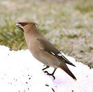 Bohemian Waxwing